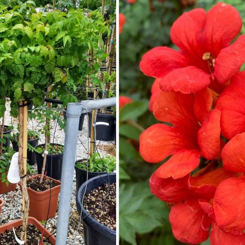 Campsis Tagliabuana (Chinese Trumpet Vine) - Half Standard