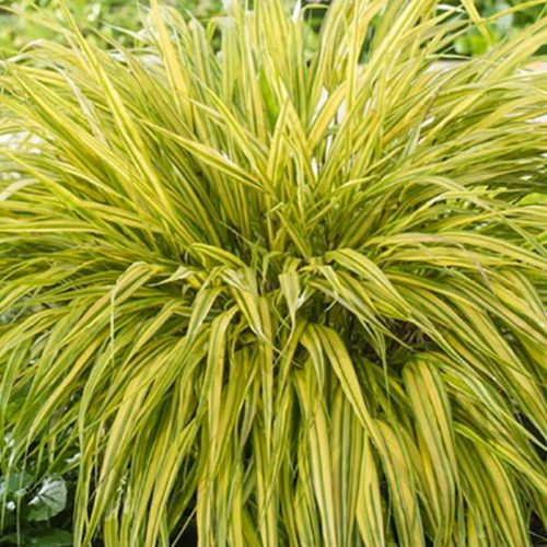 Hakonechloa Macra (Japanese Forest Grass / Hakone Grass)