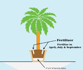 Winter Care for Your Palm Winter Care for Your Palm