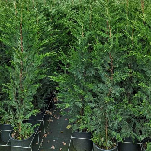 Green Hedge Cypress (Cupressocyparis Leylandii) - Multi Buy