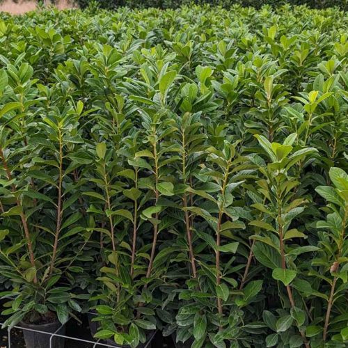Cherry Laurel 'Novita' (Prunus Laurocerasus 'Novita') - Shrub - Multi Buy