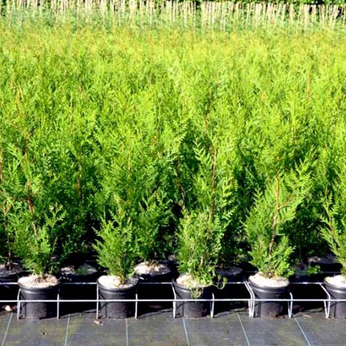 Thuja Plicata Atrovirens (Western Red Cedar) - Multi Buy