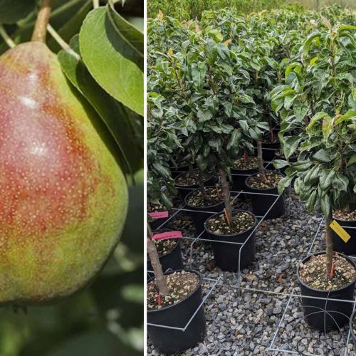 Pyrus Communis 'Garden Pearl' (Dwarf Pear Tree) - Quarter Standard