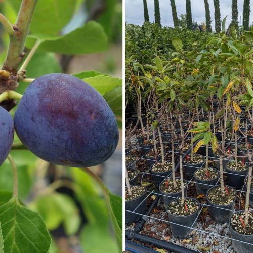 Prunus Domestica (Dwarf Plum Tree) - Quarter Standard