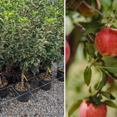 Malus Domestica 'Garden Sun Red' (Dwarf Apple Tree) - Quarter Standard