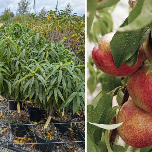 Prunus Persica 'Garden Beauty' (Dwarf Nectarine Tree) - Quarter Standard