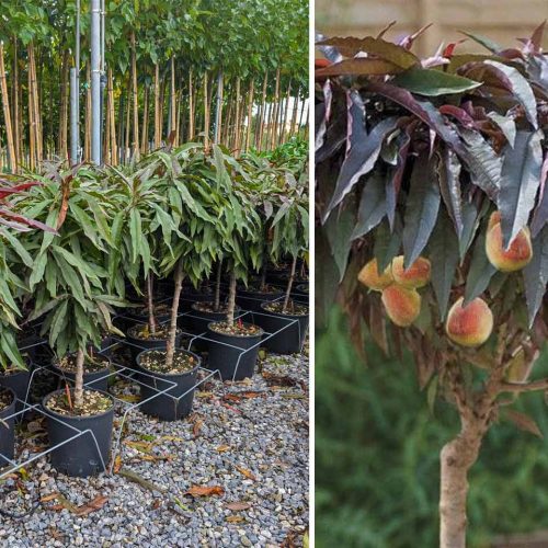 Prunus Persica 'Crimson Bonfire' (Dwarf Peach Tree) - Quarter Standard