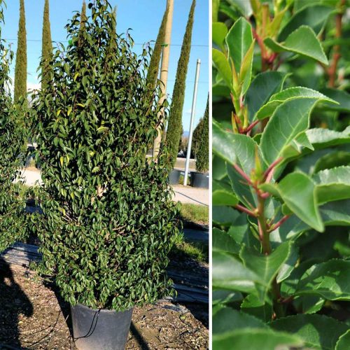 Portuguese Laurel Cherry (Prunus Lusitanica Angustifolia) – Shrub - Multi Buy