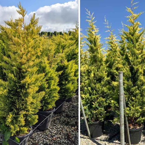 Leyland Cypress 'Gold Rider' (Cupressocyparis Leylandii) - Multi Buy