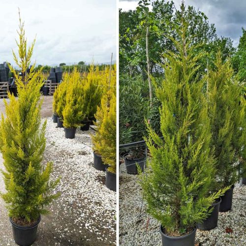 Monterey Cypress / Goldcrest Cypress (Cupressus Macrocarpa Goldcrest) - Multi Buy