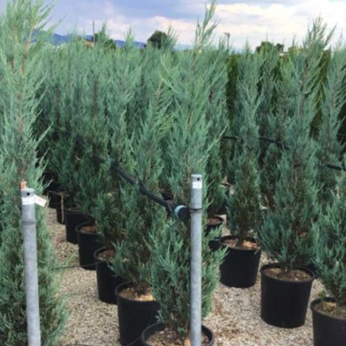Blue Arrow Juniper / Virginia Juniper / Rocky Mountain (Juniperus Scopulorum) - Multi Buy