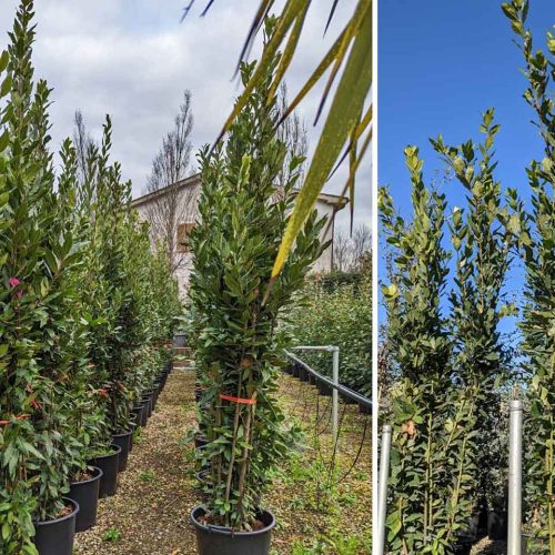 Laurus Nobilis (Bay Tree) – Shrub - Multi Buy