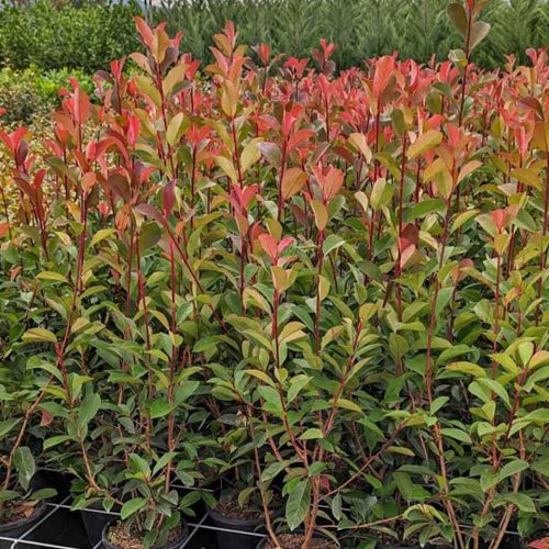 Photinia Serrulata Red Robin (Christmas Berry) - Shrub - Multi Buy