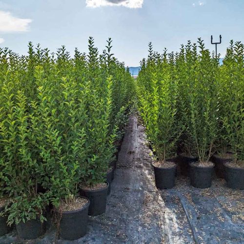Ligustrum Ovalifolium (Oval-Leaf Privet) – Shrub - Multi Buy