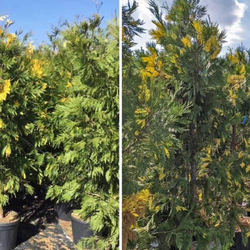 Variegated Incense Cedar (Calocedrus Decurrens 'Aureovariegata') - Shrub - Multi Buy