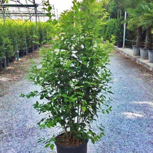 Ligustrum Japonicum – Shrub - Multi Buy