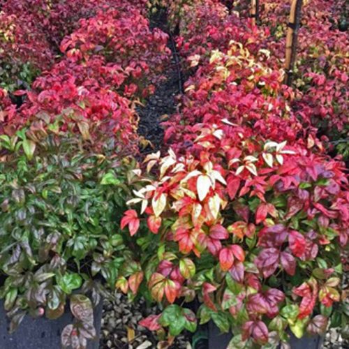 Nandina Domestica Fire Power (Heavenly Bamboo Fire Power) - Shrub - Multi Buy