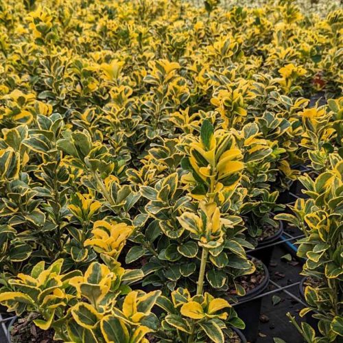 Euonymus Japonicus ‘Elegantissimus Aureus’ (Japanese Spindle ‘Elegantissimus Aureus’) – Shrub - Multi Buy