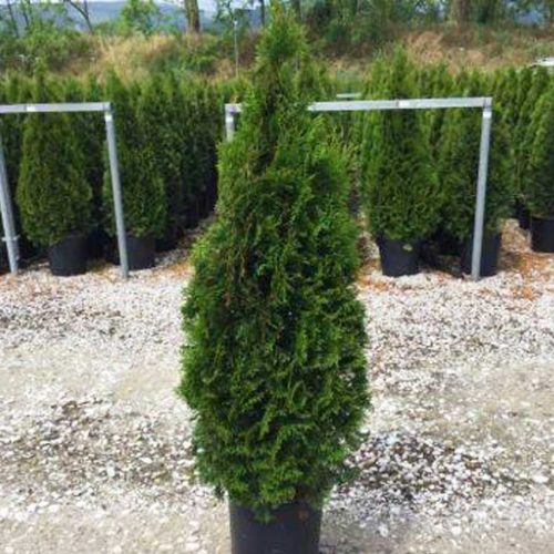 Thuja Occidentalis Smaragd (White Cedar Emerald) — Shrub - Multi Buy