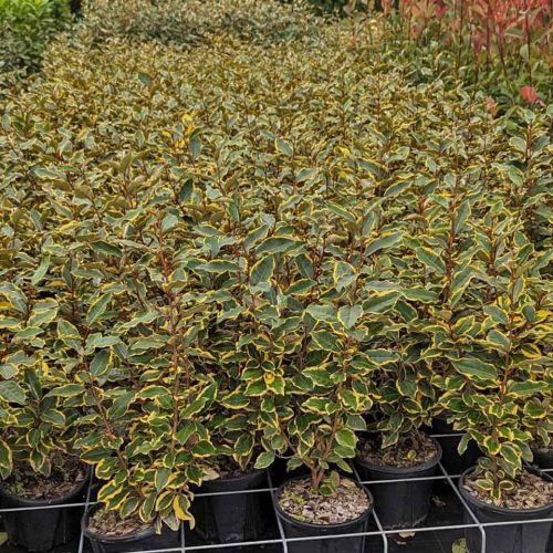 Elaeagnus Ebbingei Gilt Edge (Gilt Edge Silverthorn) - Shrub - Multi Buy