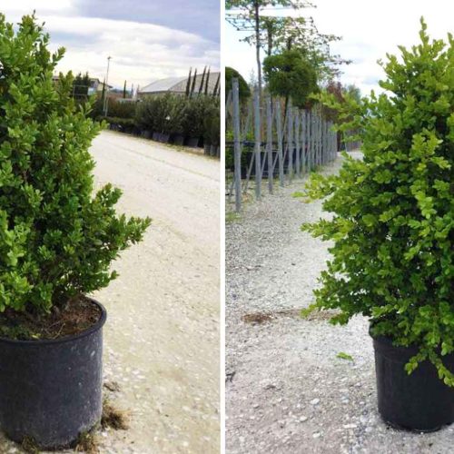 Buxus Microphylla Faulkner (Box Faulkner) – Shrub - Multi Buy