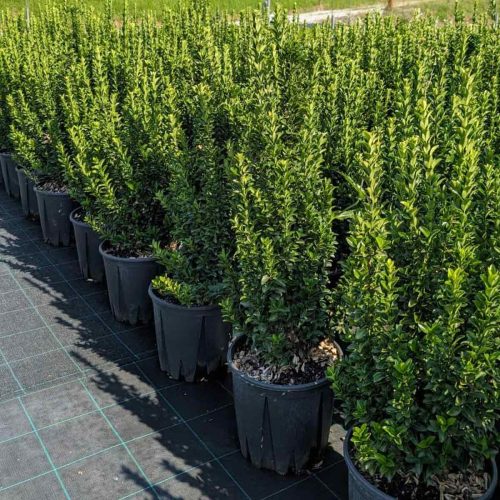 Euonymus Japonicus ‘Benkomasaki’ (Japanese Spindle ‘Benkomasaki’) – Shrub - Multi Buy