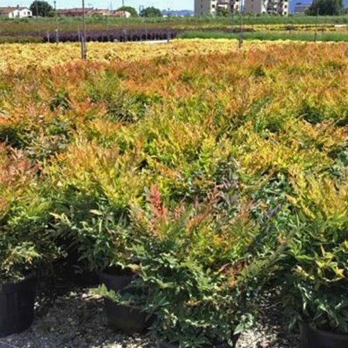Nandina Domestica 'Gulf Stream' (Heavenly Bamboo 'Gulf Stream') - Shrub - Multi Buy