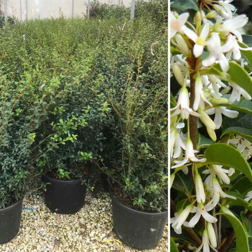 Osmanthus x Burkwoodii (Burkwood Osmanthus) – Shrub - Multi Buy