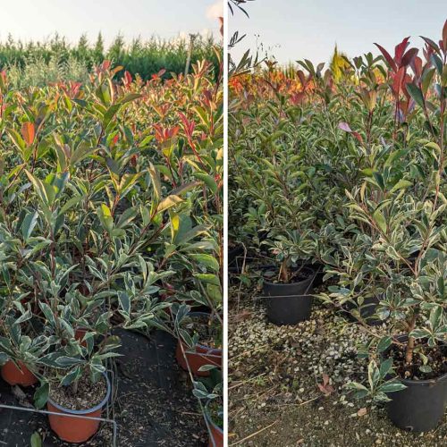 Photinia x Fraseri Pink Marble (Pink Marble Photinia) - Shrub - Multi Buy