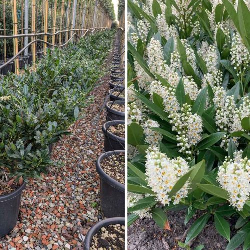 Cherry Laurel (Prunus Laurocerasus Otto Luyken) - Shrub - Multi Buy
