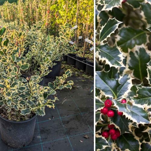 Ilex Aquifolium 'Argenteomarginata' (Variegated English Holly) - Shrub - Multi Buy