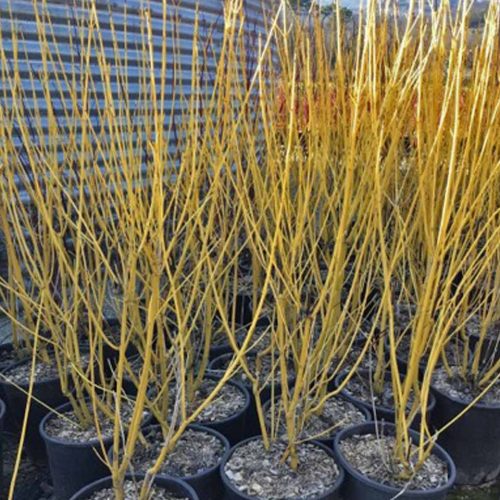 Cornus Stolonifera 'Flaviramea' (Yellow Barked Dogwood) - Shrub - Multi Buy