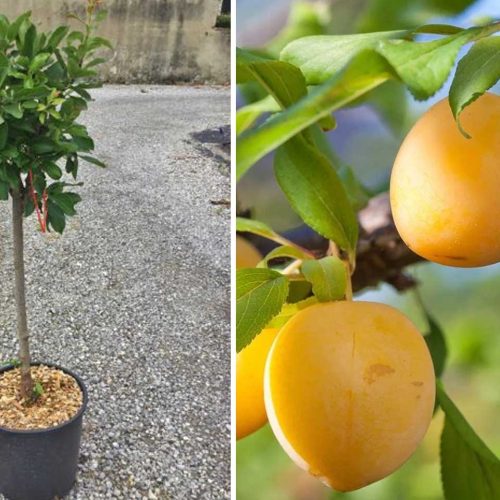 Prunus Domestica 'Goldust Curoud' (Dwarf Plum Tree) - Quarter Standard