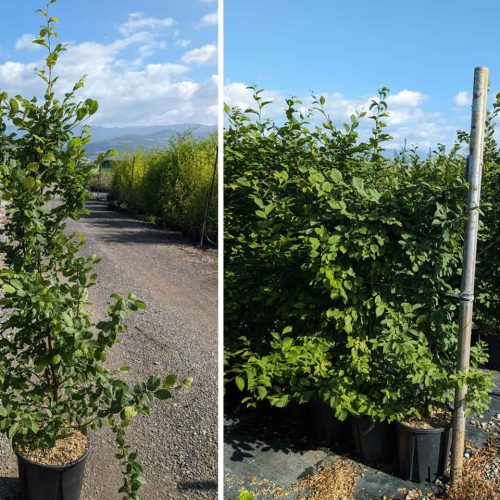 Carpinus Betulus (Hornbeam) - Shrub - Multi Buy