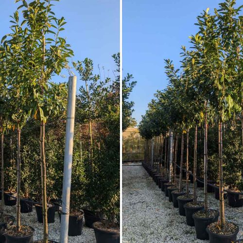 Cherry Laurel ‘Novita’ (Prunus Laurocerasus ‘Novita’) – Standard