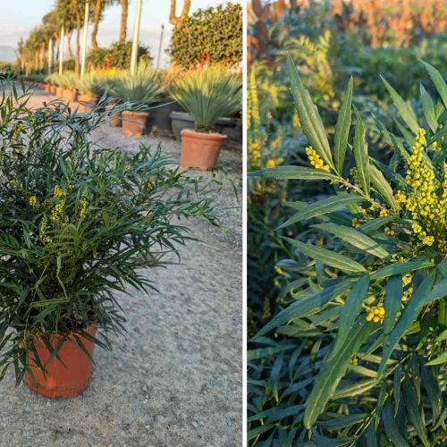 Mahonia Confusa 'Narihira' - Shrub