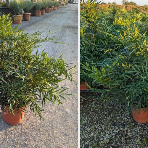 Mahonia Confusa ‘Narihira’ – Shrub - Multi Buy