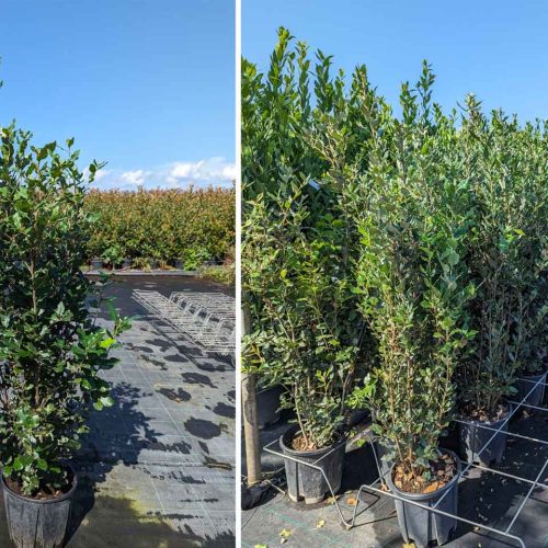 Quercus Ilex (Holm Oak Tree / Holly Oak) – Shrub