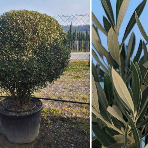 Common Olive Tree (Olea Europaea) – Ball