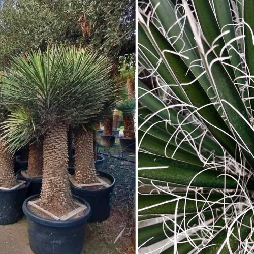 Yucca Filifera (St. Peter's Palm)