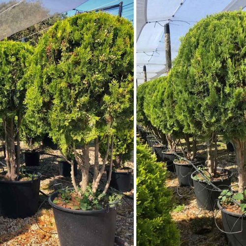 Thuja Orientalis ‘Aurea Nana’ (Dwarf Golden Oriental Thuja) – Multi-Stem