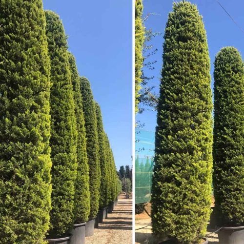 Monterey Cypress ‘Golden Cone’ (Cupressus Macrocarpa ‘Golden Cone’) – Oval Shape