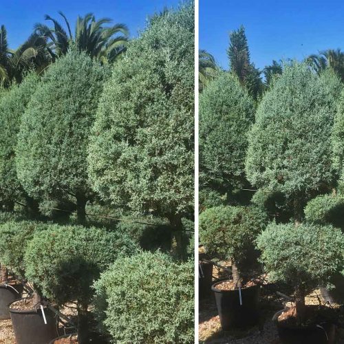 Blue Arizona Cypress (Cupressus Arizonica Fastigiata) – Cone & Ball