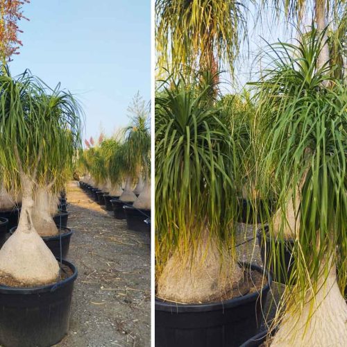 Ponytail Palm (Beaucarnea Recurvata)