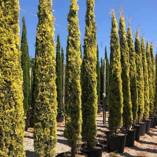 Italian Cypress ‘Swane’s Gold’ (Cupressus Sempervirens ‘Swane’s Gold’)
