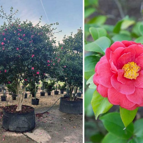 Camellia Japonica (Japanese Rose) – Multi-Stem Extra