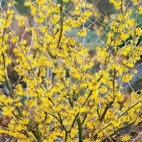 Hamamelis x Intermedia (Witch Hazel)