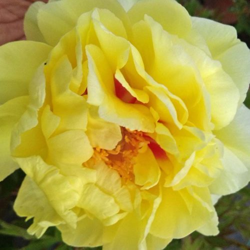 Peony (Paeonia Itoh) Bartzella