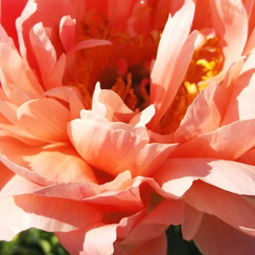 Peony (Paeonia Lactiflora) Coral Sunset