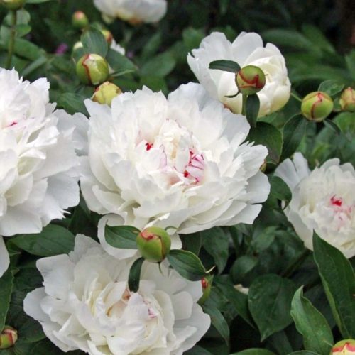 Peony (Paeonia Lactiflora) Festiva Maxima